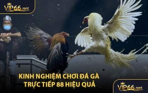 Kinh nghiệm chơi đá gà trực tiếp 88 hiệu quả