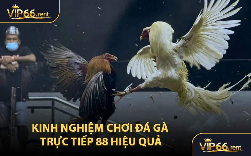 Kinh nghiệm chơi đá gà trực tiếp 88 hiệu quả