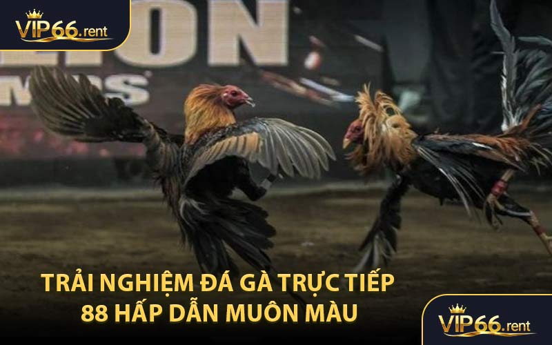 Trải nghiệm đá gà trực tiếp 88 hấp dẫn muôn màu