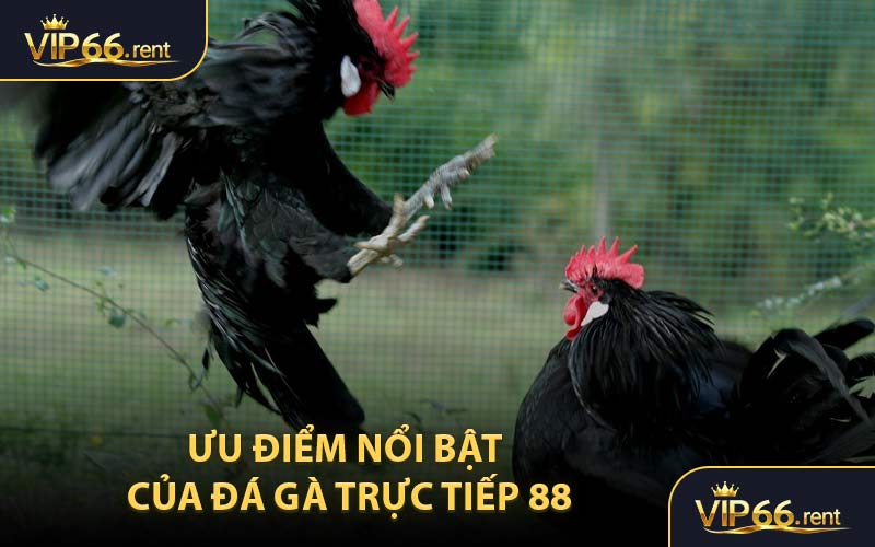 Ưu điểm nổi bật của đá gà trực tiếp 88