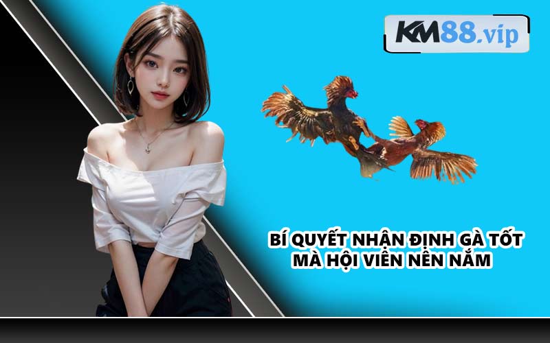 Bí quyết nhận định gà tốt mà hội viên nên nắm